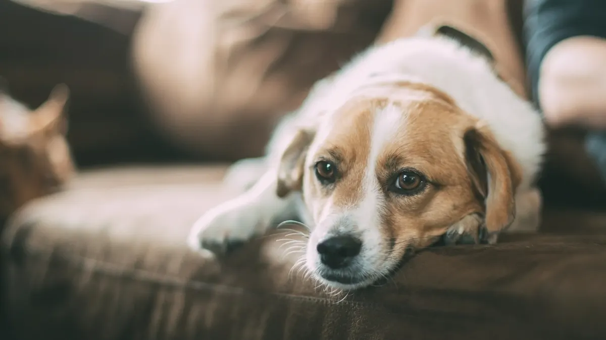 Hond ligt op de bank in de woonkamer van een vakantiehuis